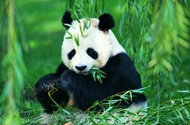 Google Panda