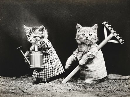 Cats dressed up and gardening