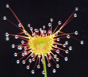 A sticky sundew flower