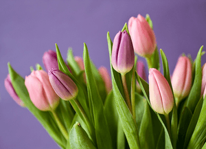 Image of bouquet of tulips