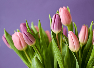 Image of bouquet of tulips
