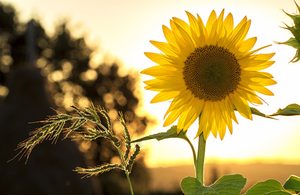 Image of sunflower