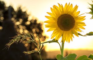 Image of sunflower