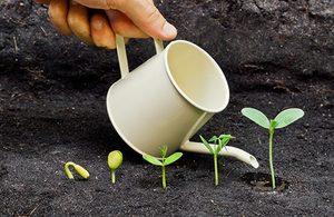 Image of seedlings being watered