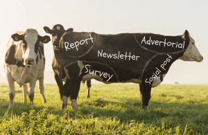 Content cow