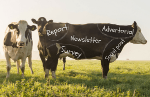 Content cow