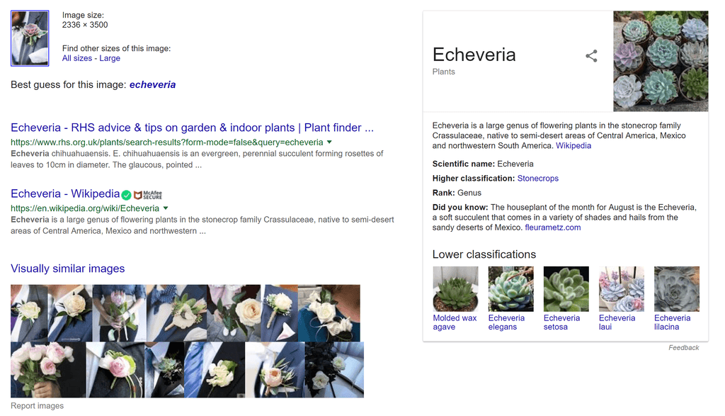 Image search with Google - search results for an image of a succulent