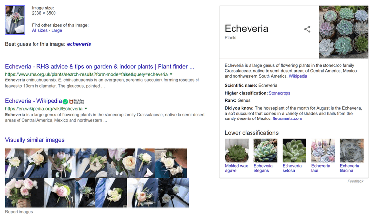 Image search with Google - search results for an image of a succulent