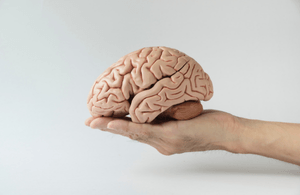 A brain held in a person's hand