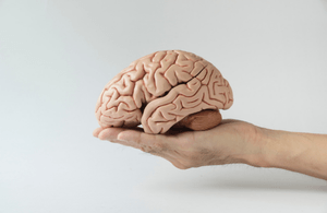 A brain held in a person's hand