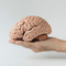 A brain held in a person's hand