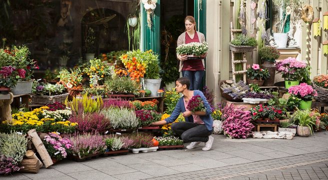 Plant, Potted Plant, Herbal