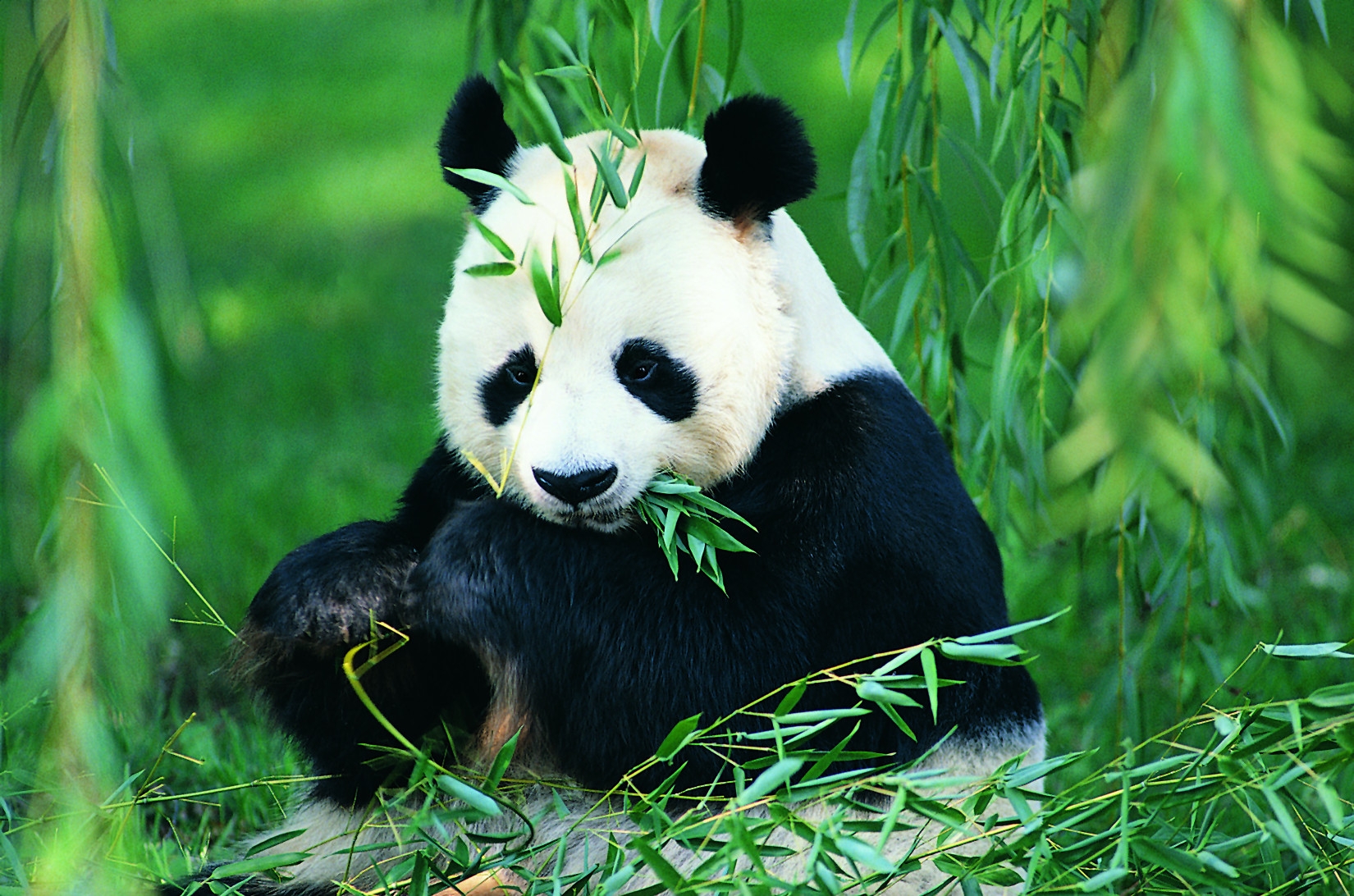 Google Panda